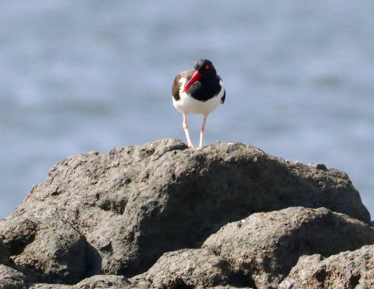 American Oystercatcher - ML387065811