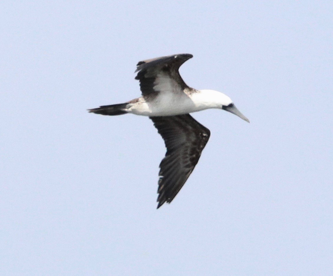 Peruvian Booby - ML387066071