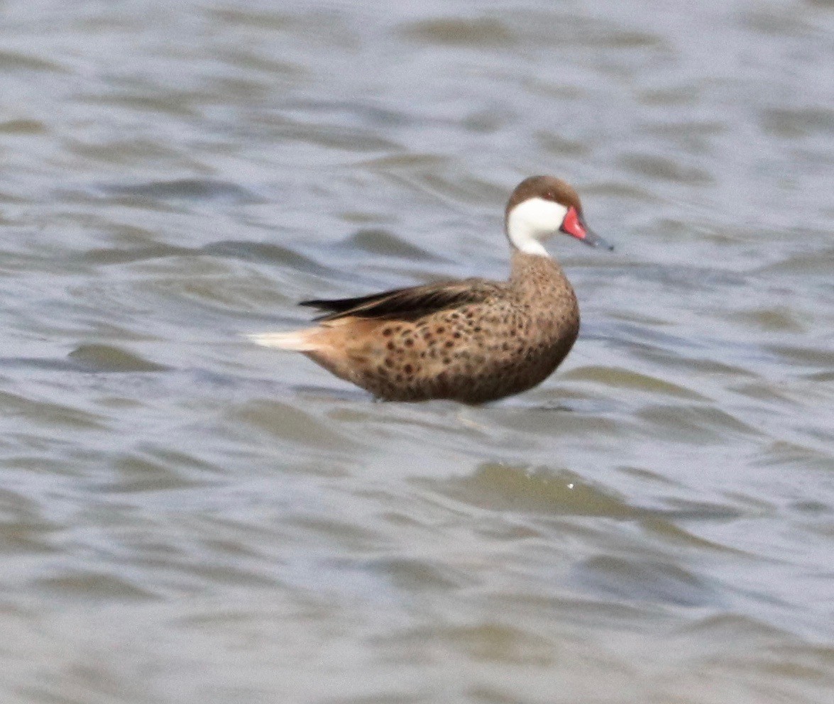 White-cheeked Pintail - ML387067511