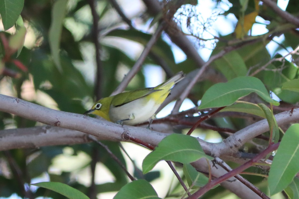 Swinhoe's White-eye - ML387067641