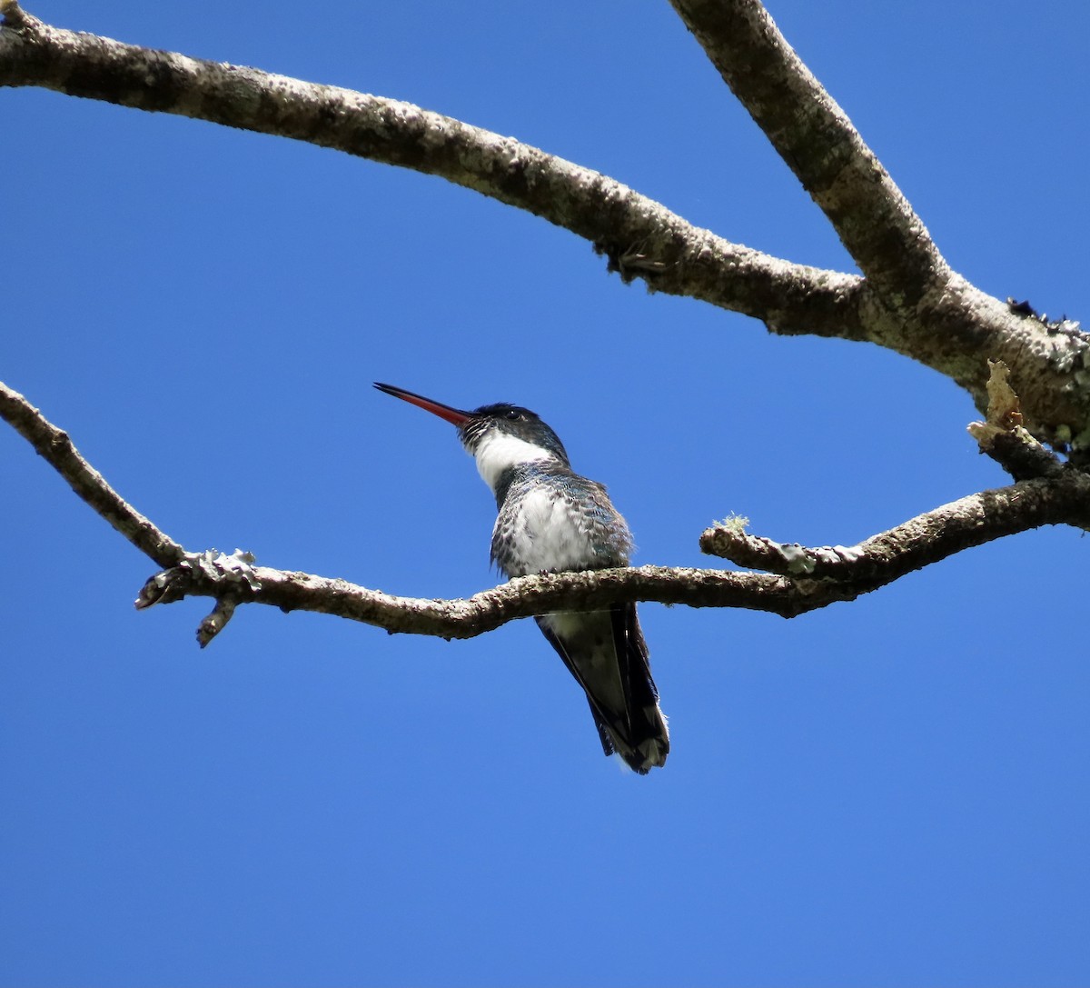 White-throated Hummingbird - ML387067701