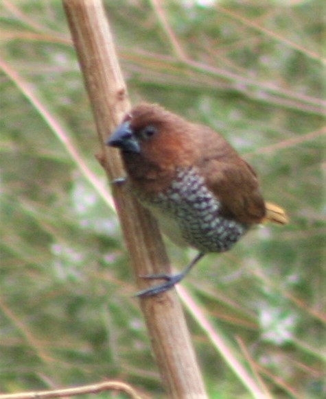 Scaly-breasted Munia - ML387067891