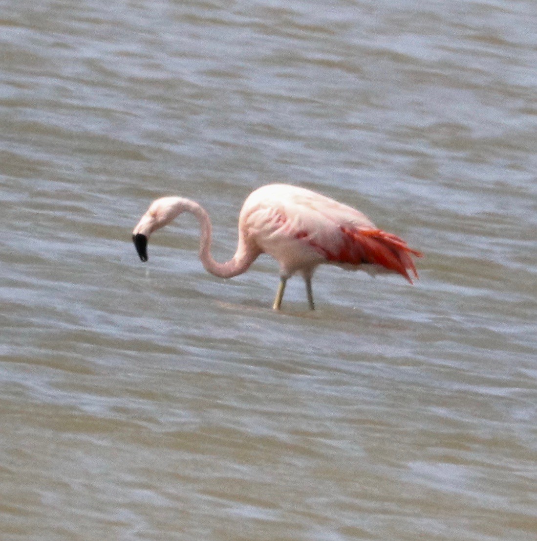 Chilean Flamingo - ML387067951