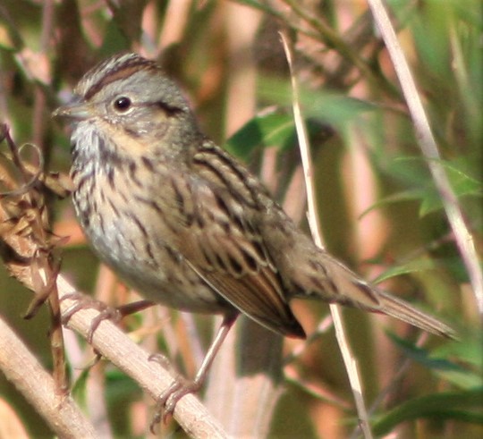 Lincoln's Sparrow - ML387068581