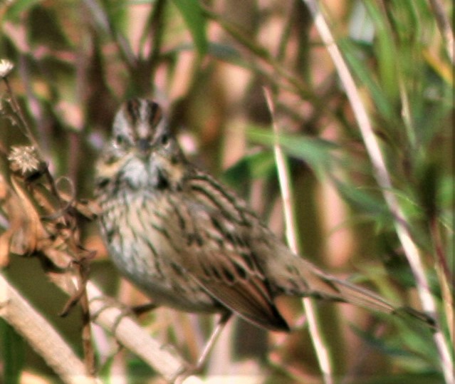 Lincoln's Sparrow - ML387068591