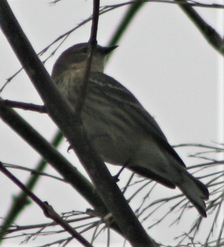 Yellow-rumped Warbler - ML387068971