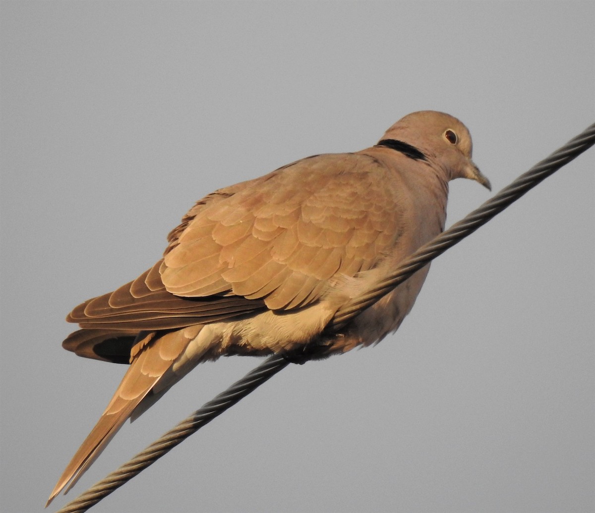 Eurasian Collared-Dove - T B