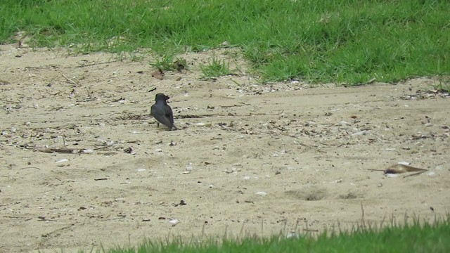 Golondrina Pechigrís - ML387070141