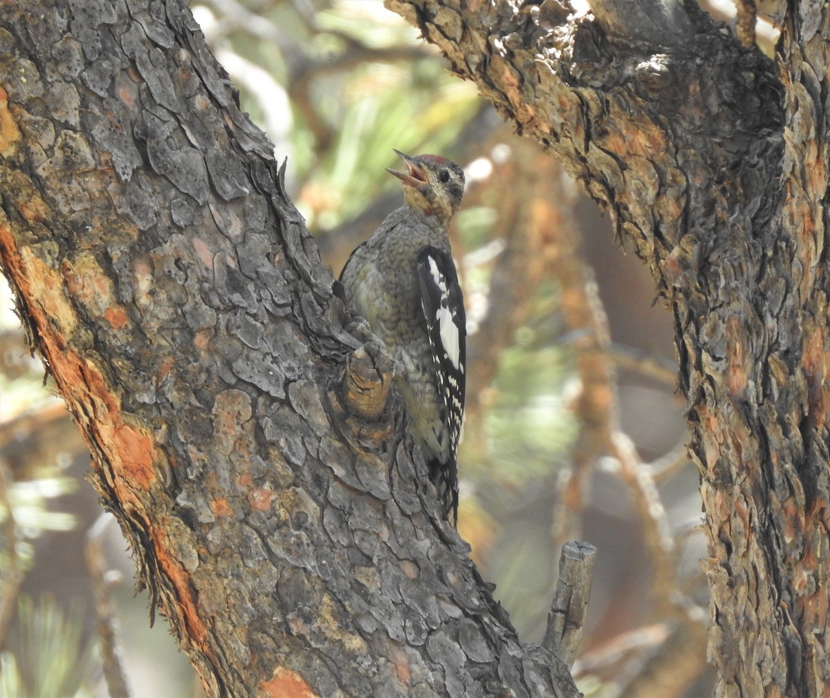 Red-naped Sapsucker - ML387070821
