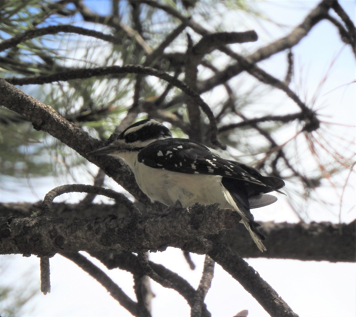 Hairy Woodpecker (Rocky Mts.) - ML387070891