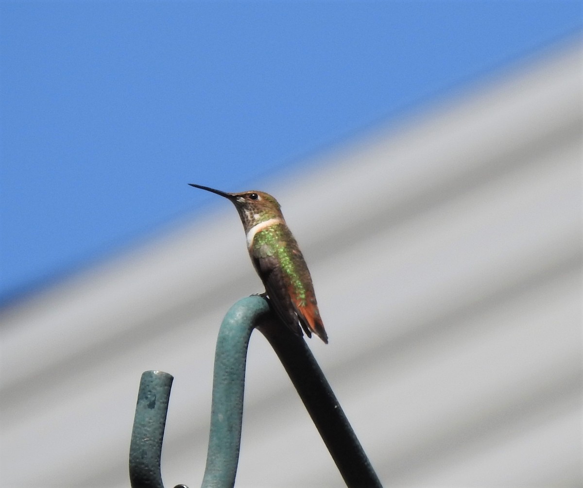 Rufous Hummingbird - ML387070981