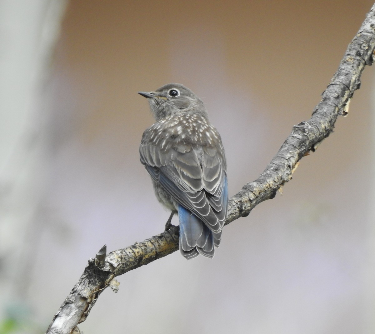 Western Bluebird - ML387071101