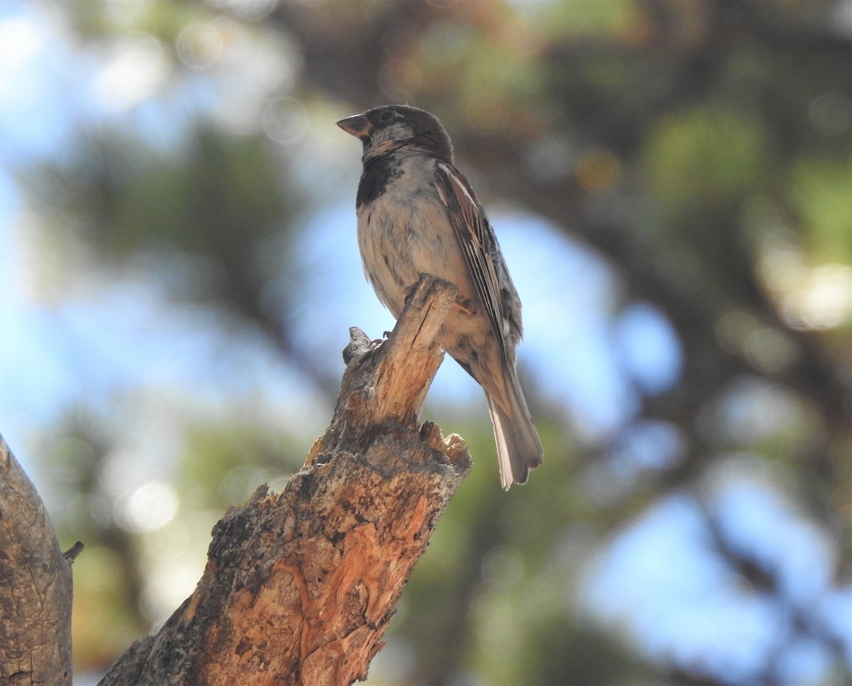 House Sparrow - ML387071131