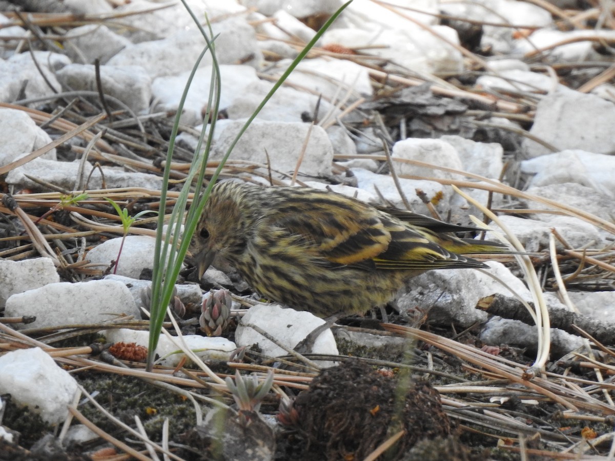 Pine Siskin - ML387071171