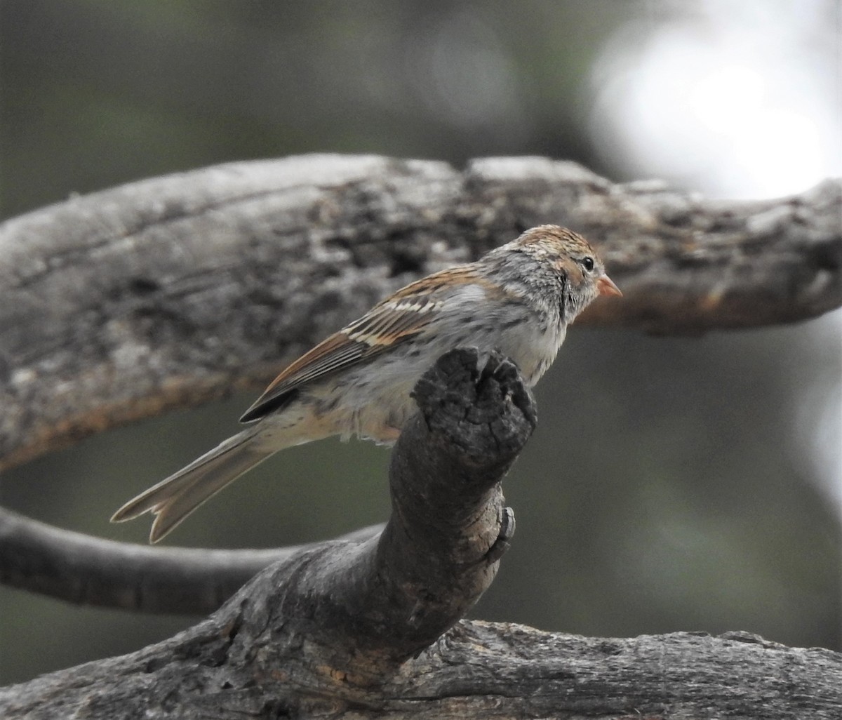 Chipping Sparrow - ML387071191