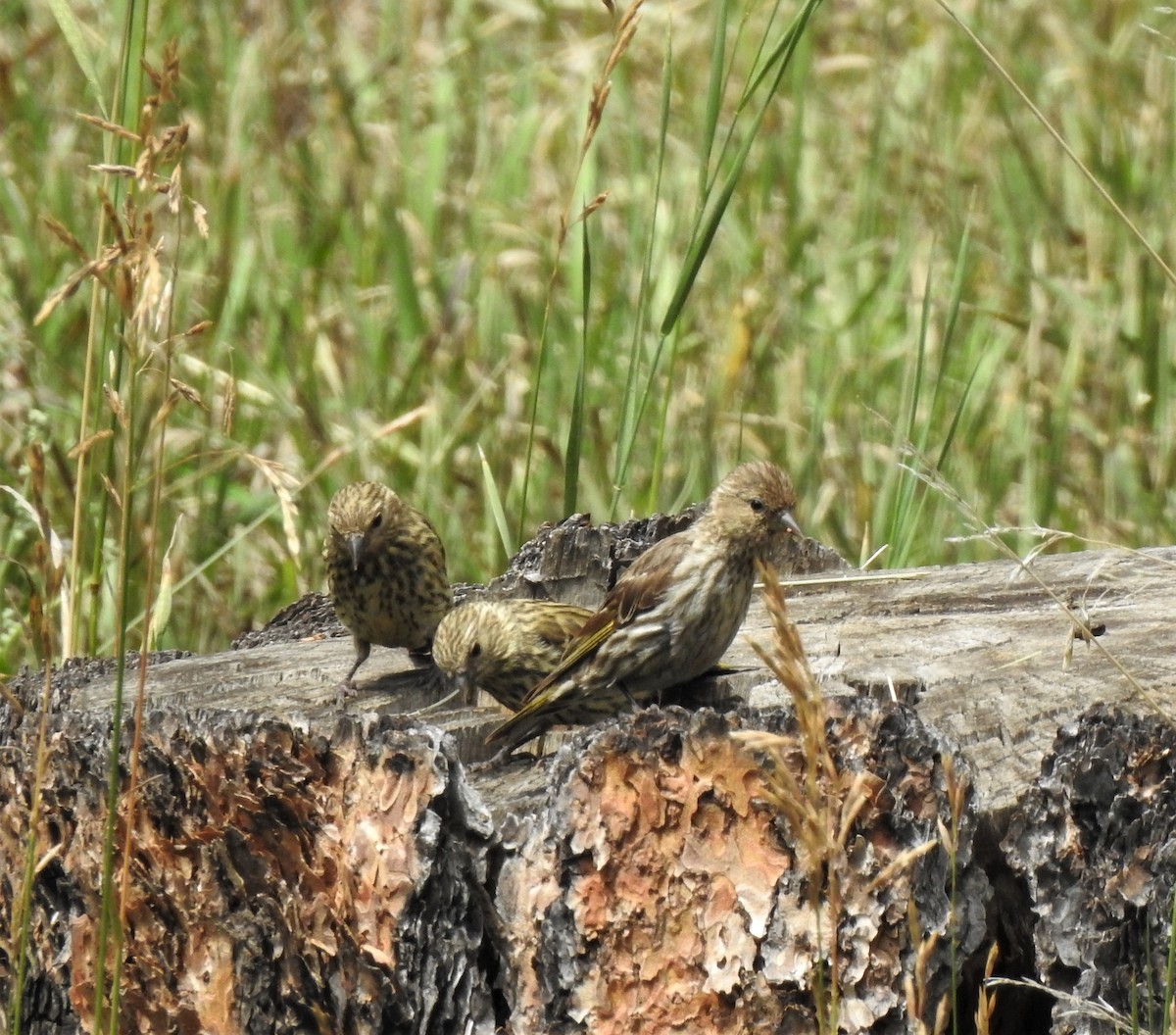 Pine Siskin - ML387071311