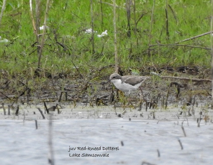 Red-kneed Dotterel - ML387071721