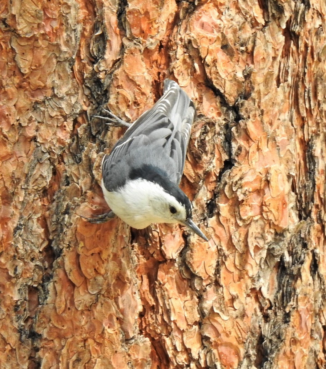 White-breasted Nuthatch (Interior West) - ML387072261