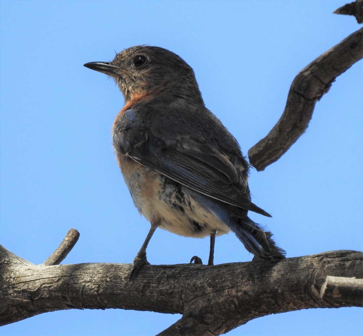 Western Bluebird - ML387072301