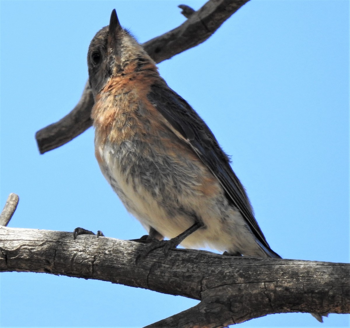Western Bluebird - ML387072331