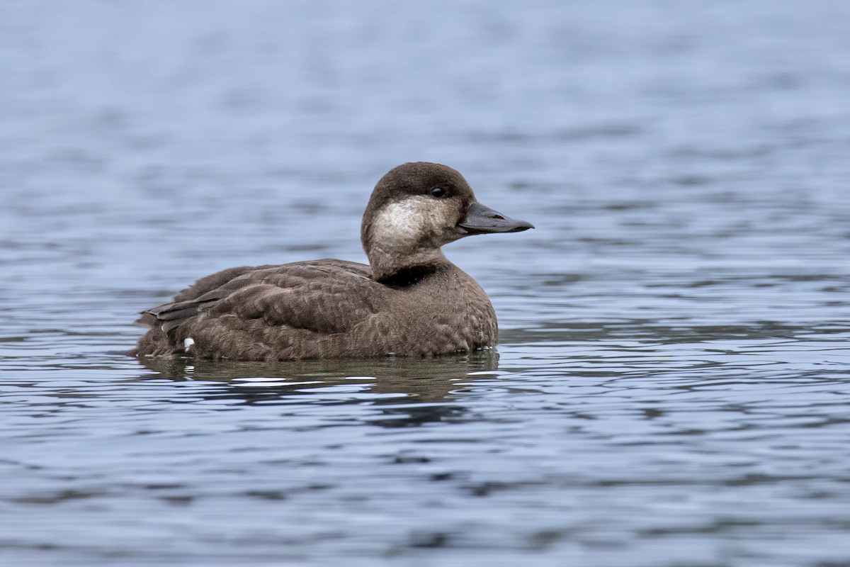 Black Scoter - ML387072551