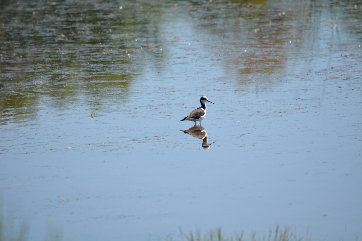 Black-necked Stilt - ML387074631