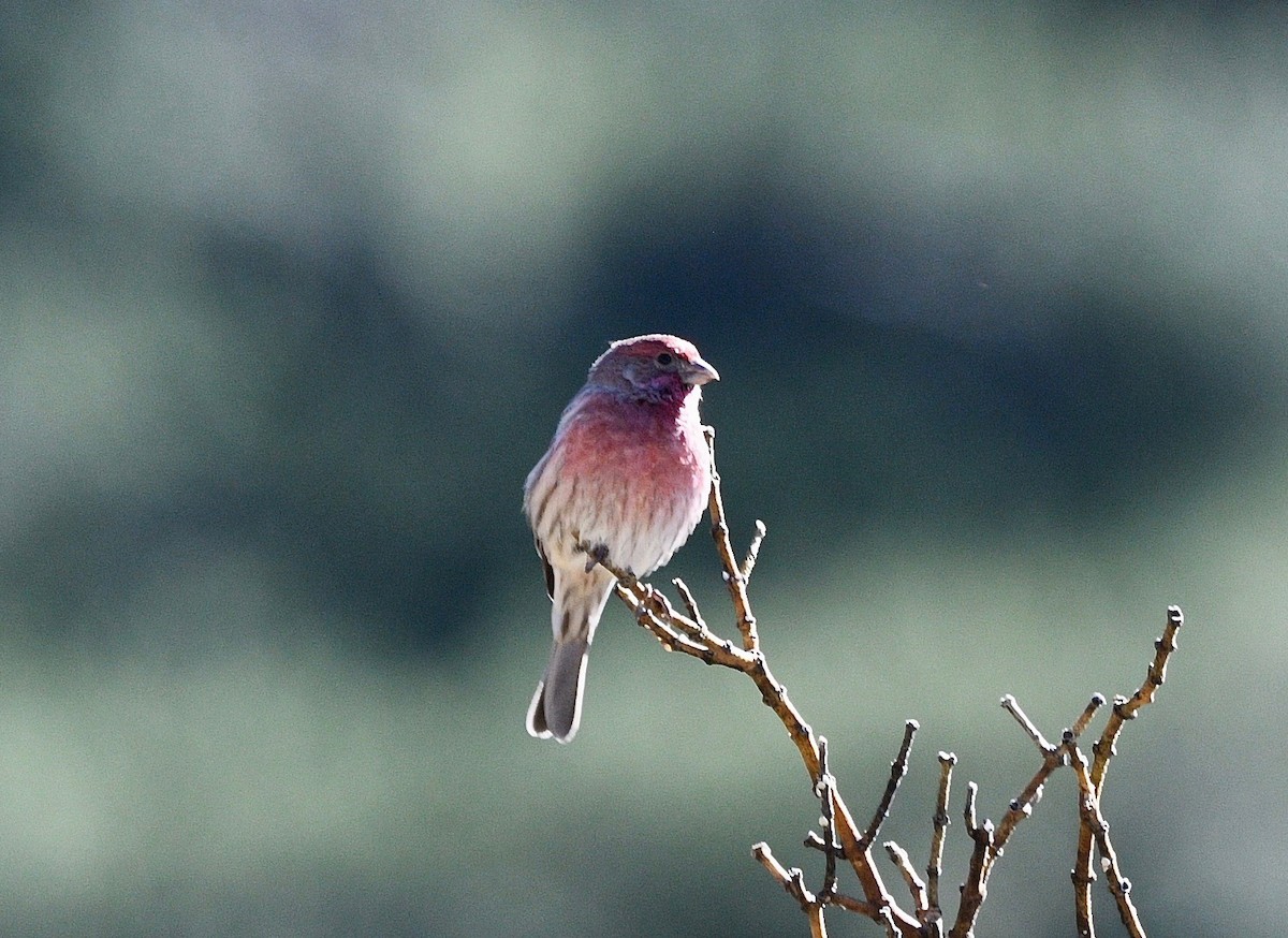 House Finch - ML387076831