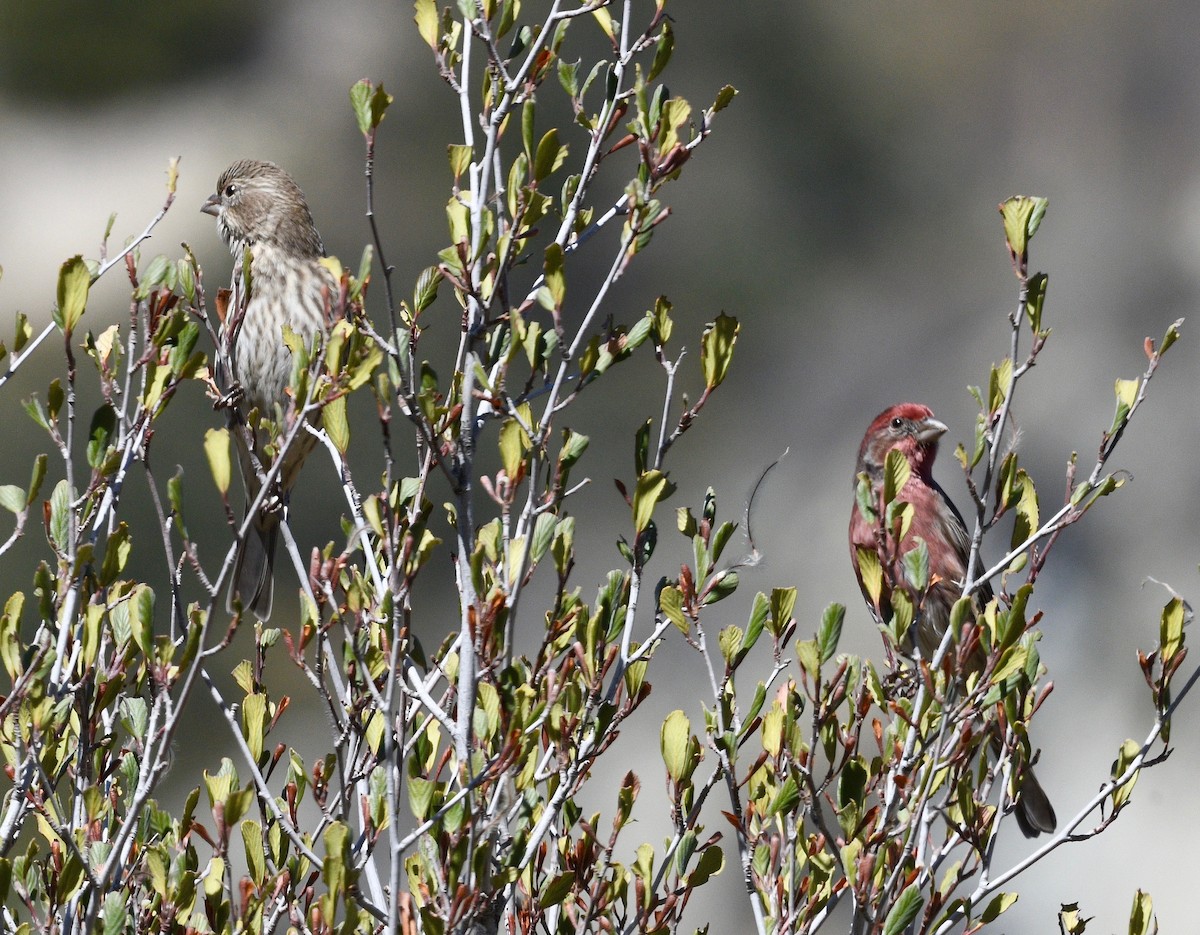 House Finch - ML387076841