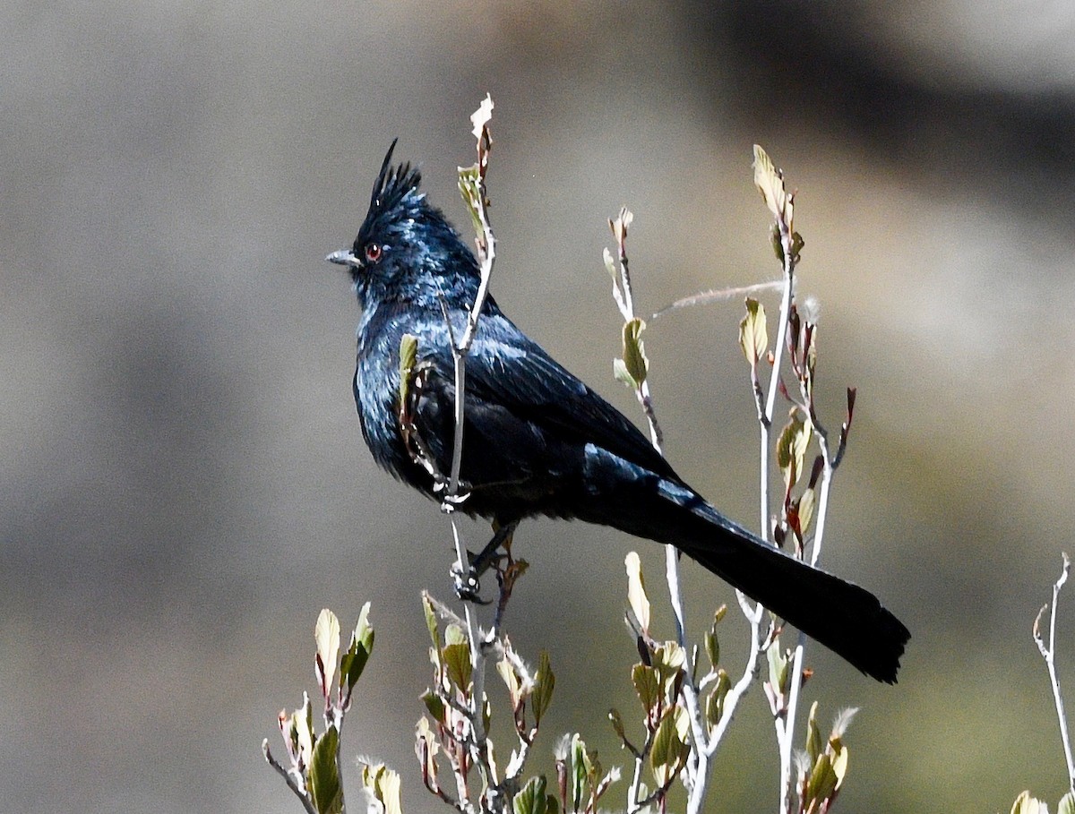 Phainopepla - ML387076891