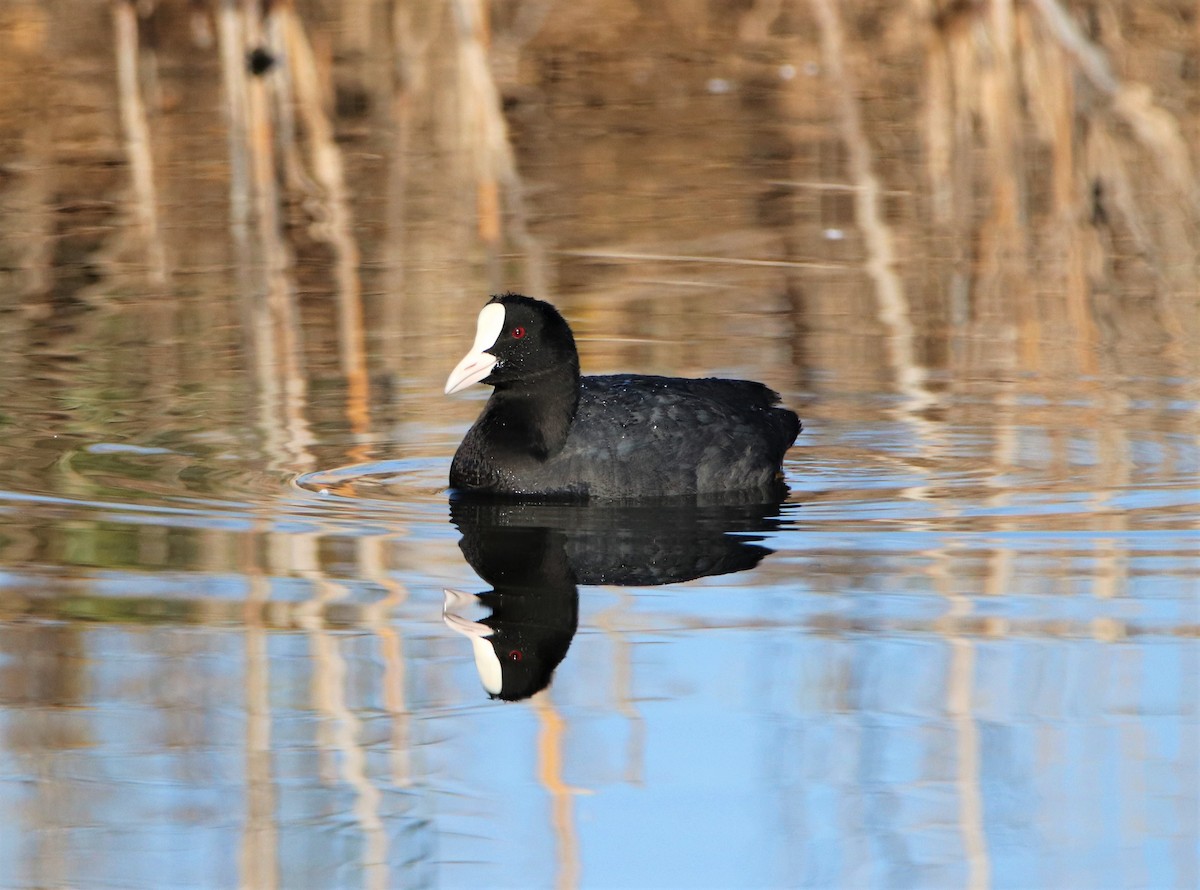 Eurasian Coot - ML387077091