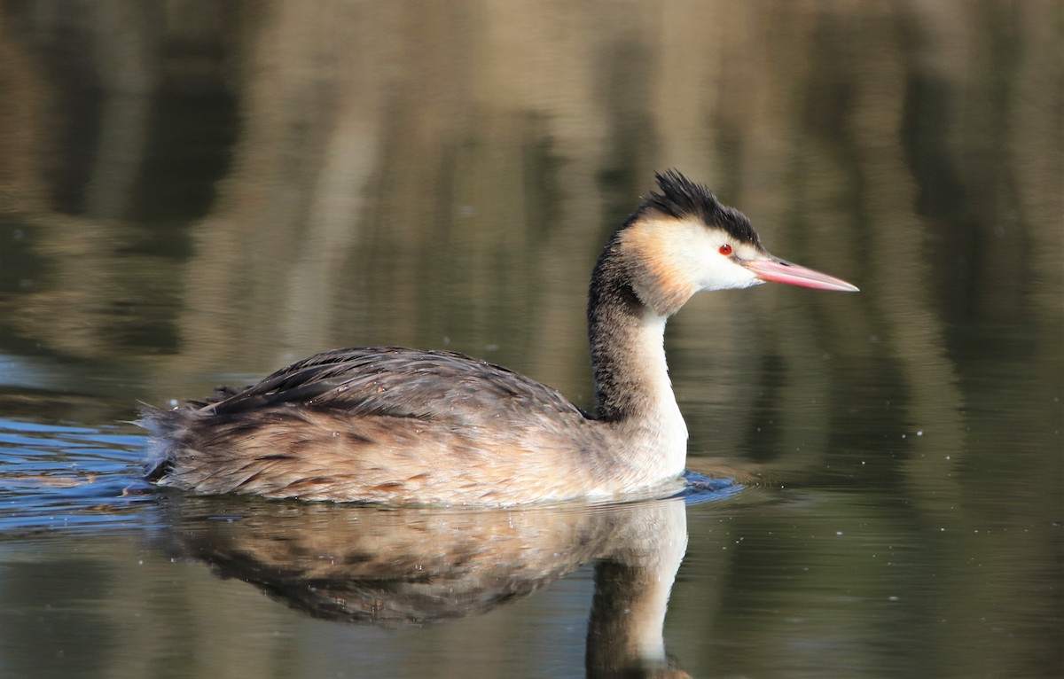 Great Crested Grebe - ML387077211