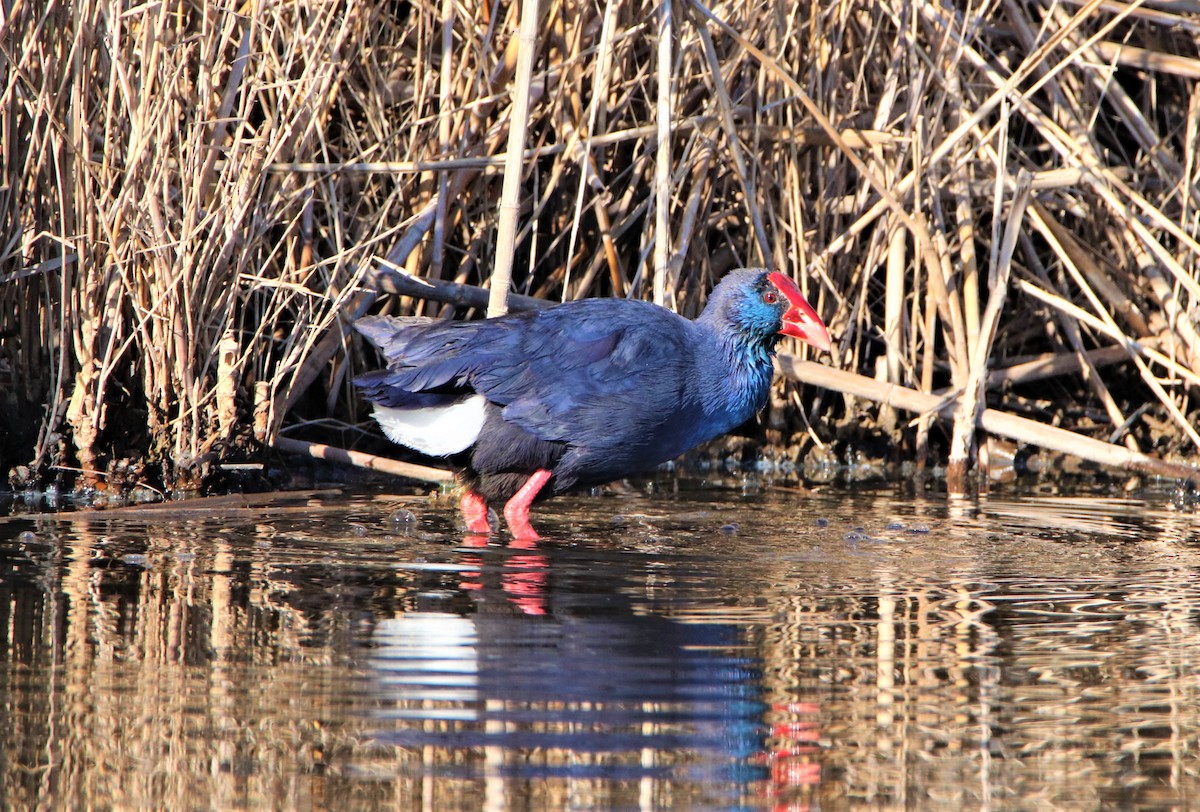 Western Swamphen - ML387077261