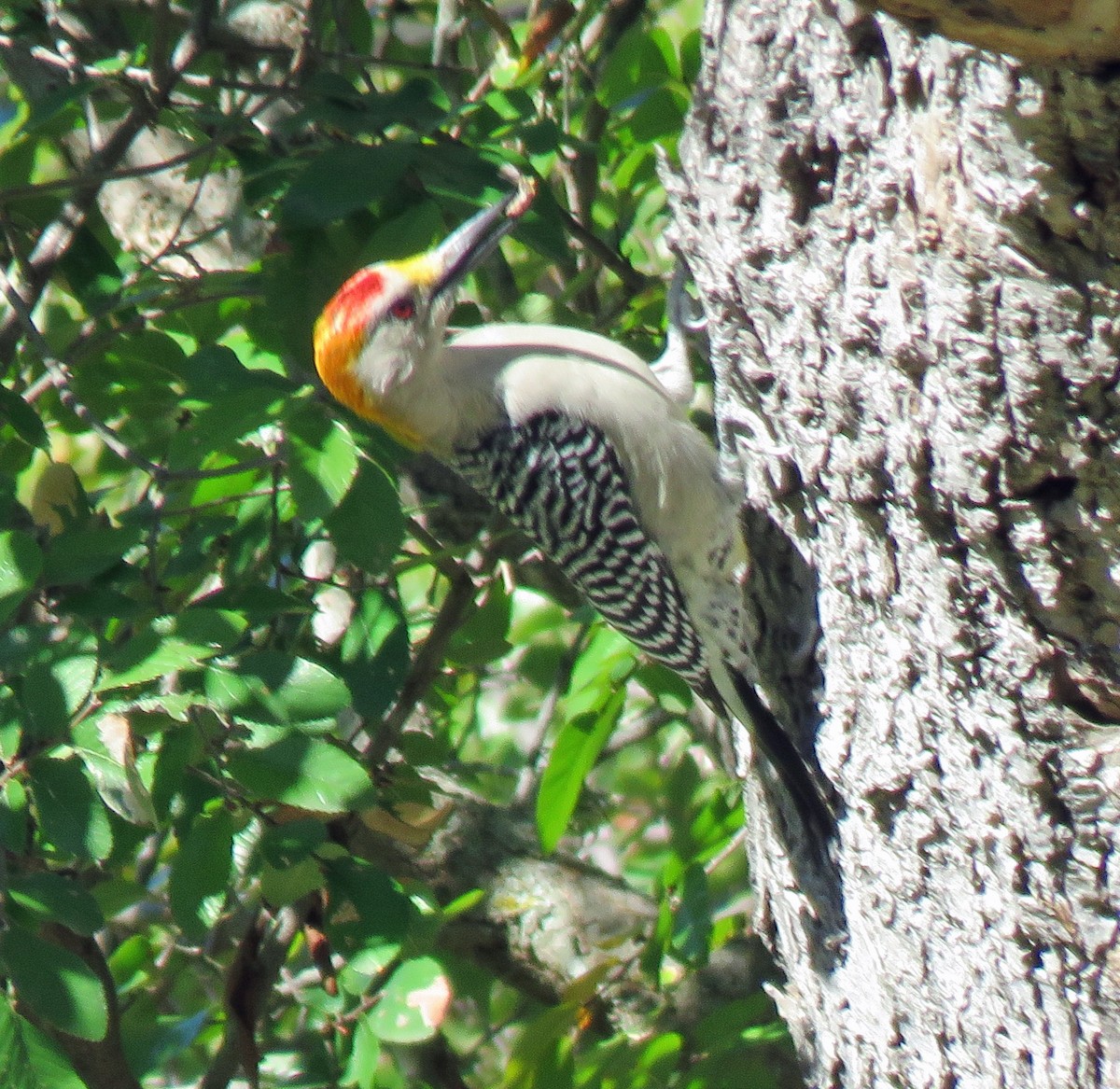 Golden-fronted Woodpecker - ML387078841