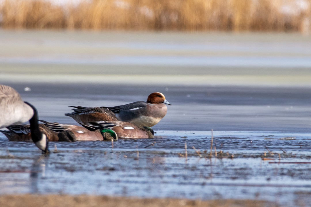 Eurasian Wigeon - Rain Saulnier