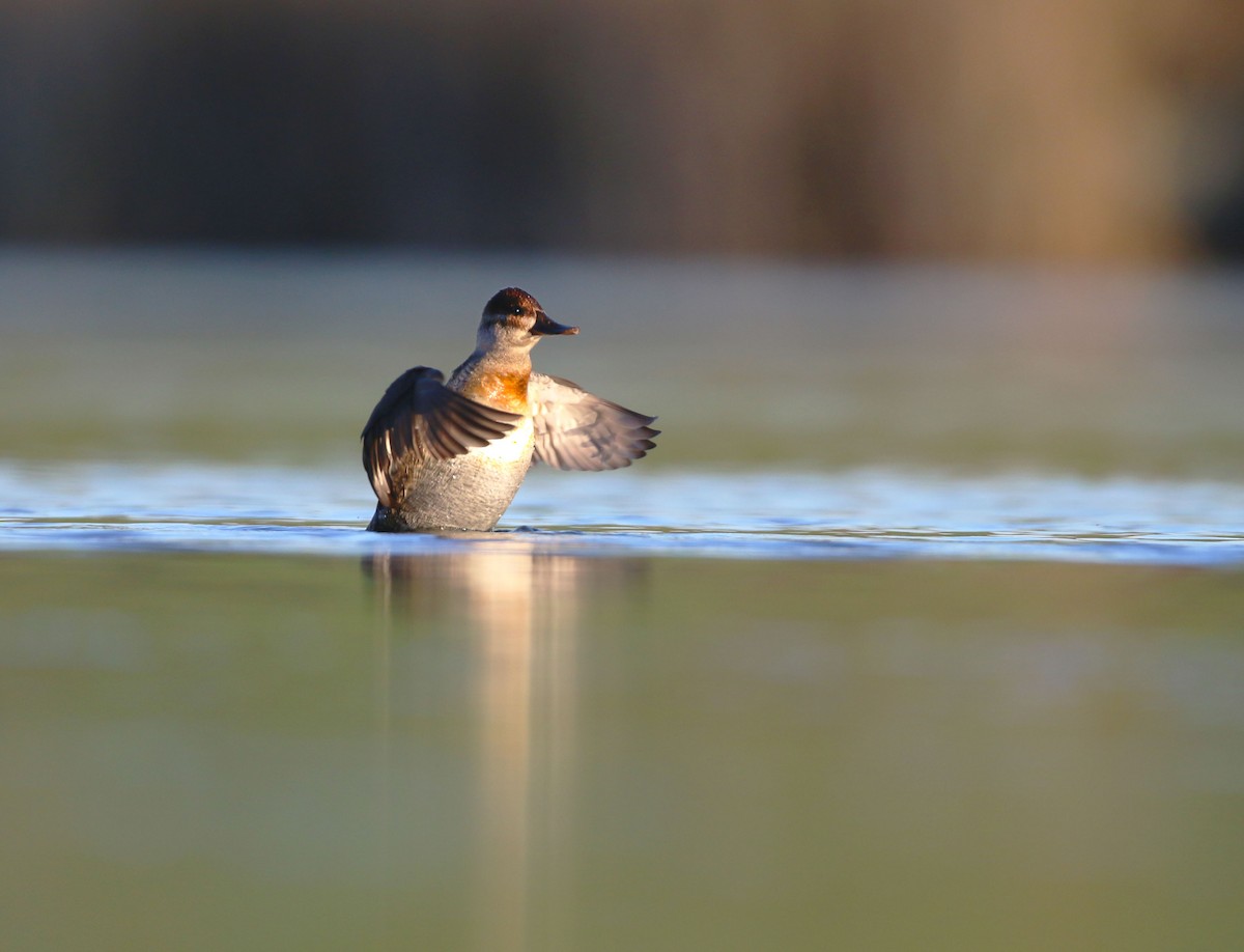 Ruddy Duck - ML387079791