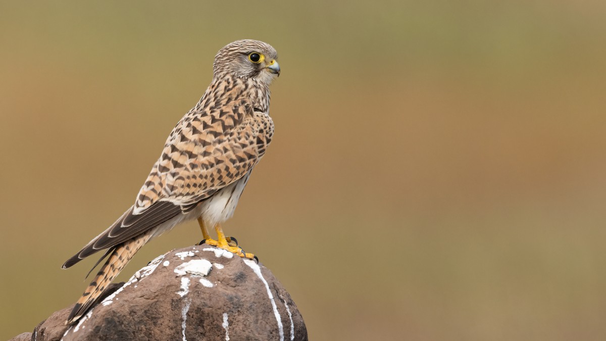 Eurasian Kestrel - Hari K Patibanda
