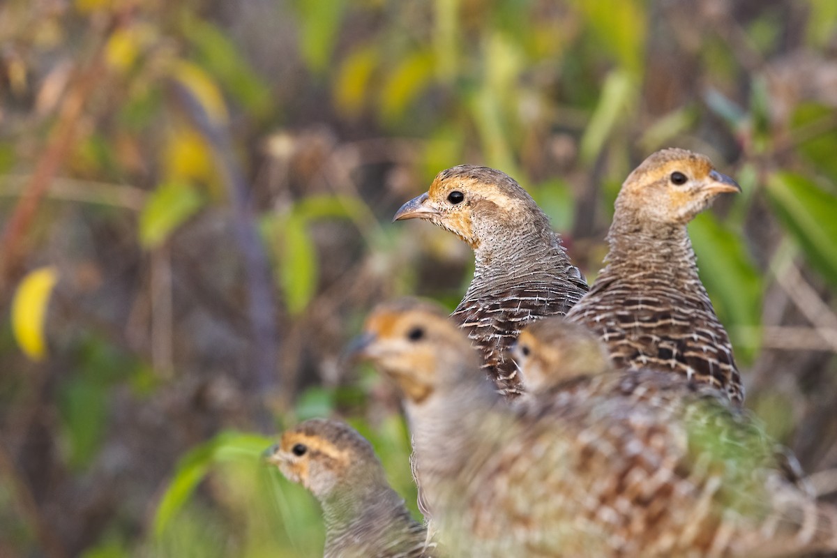 Gray Francolin - Hari K Patibanda