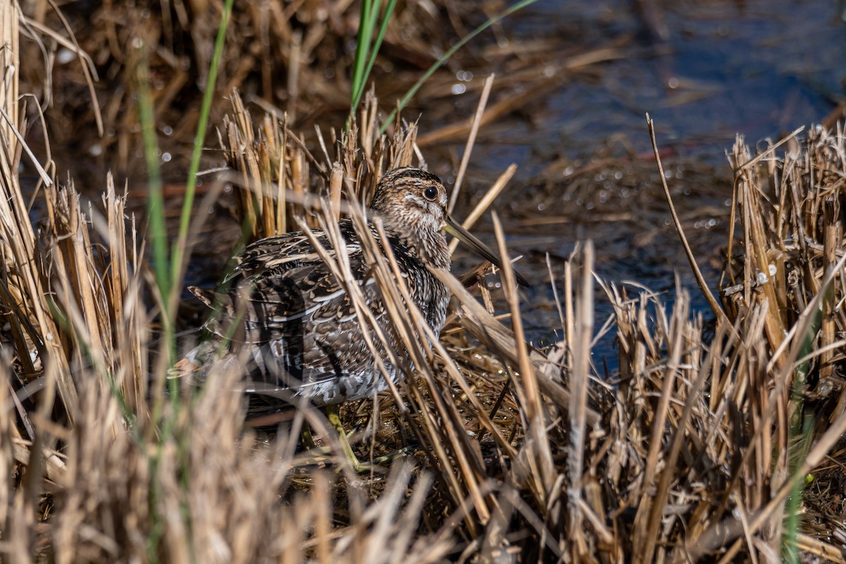 Wilson's Snipe - Ruben Torres