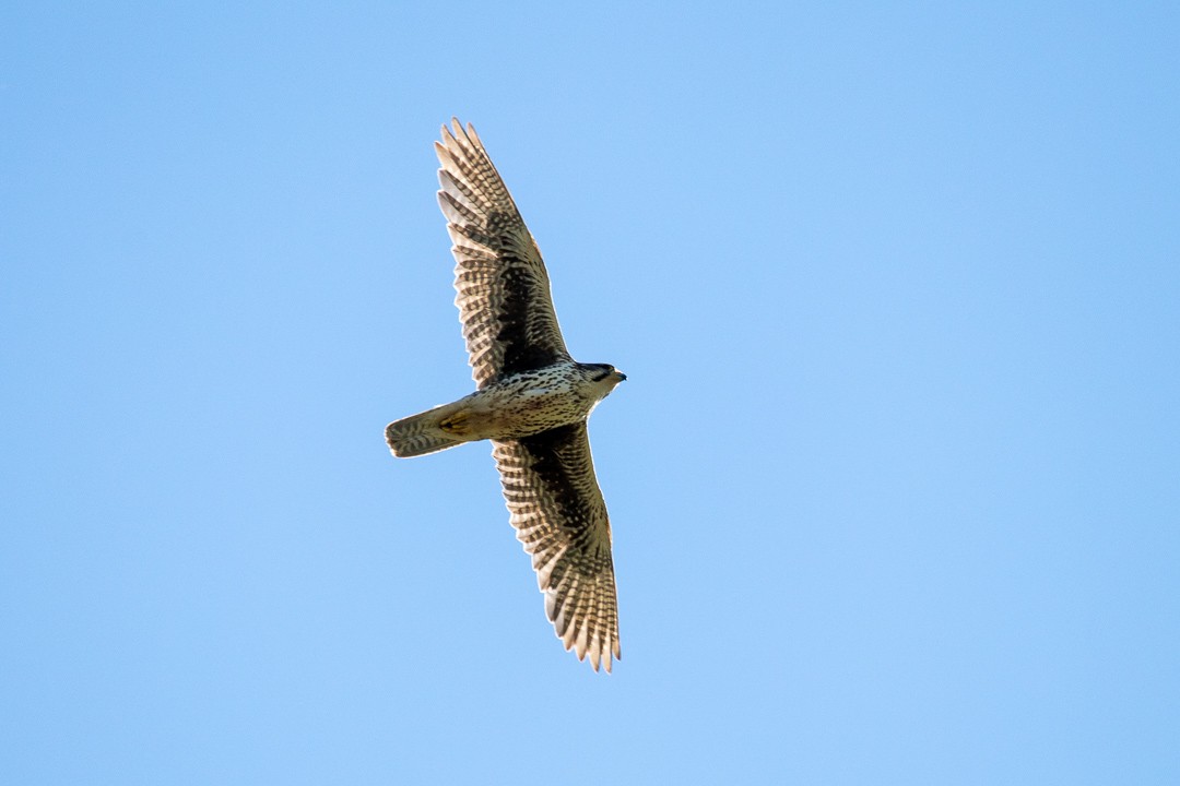 Prairie Falcon - Rain Saulnier