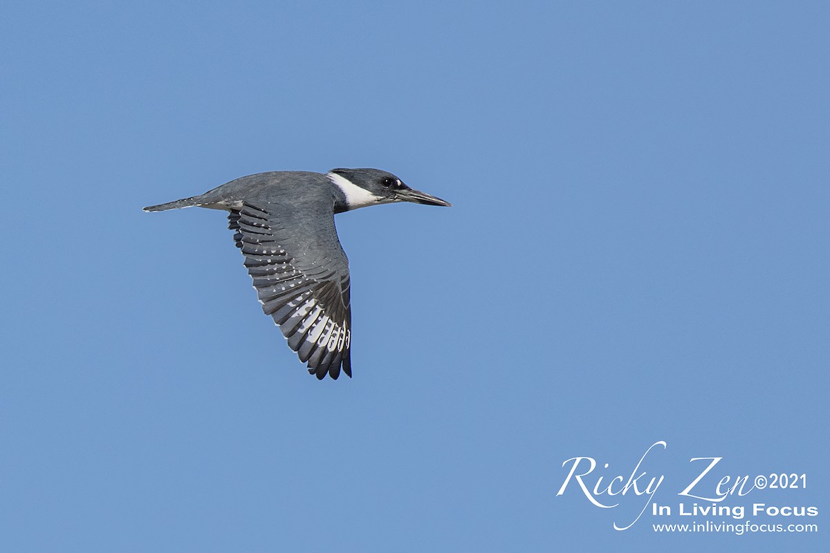 Belted Kingfisher - ML387081551