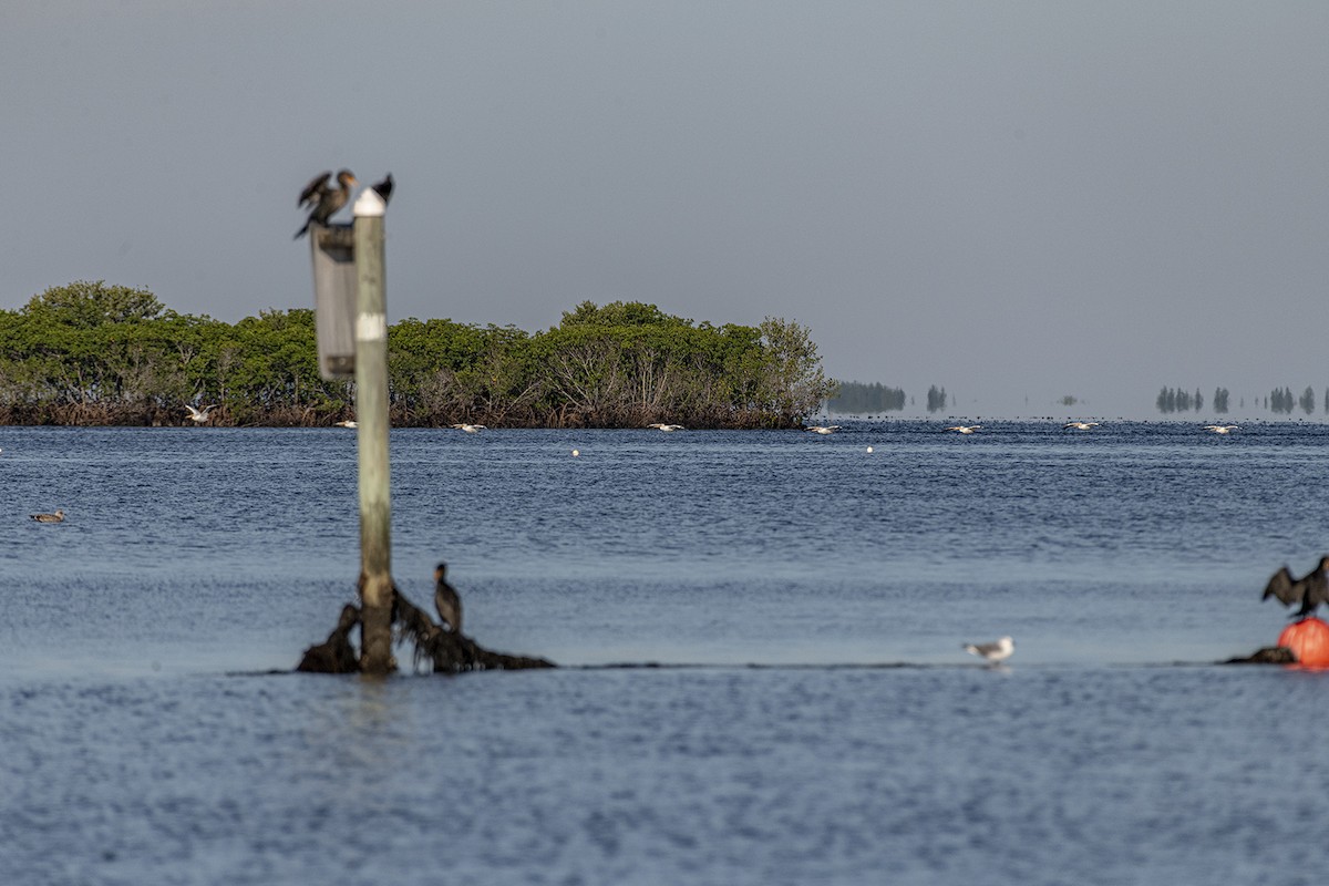 American White Pelican - ML387082961