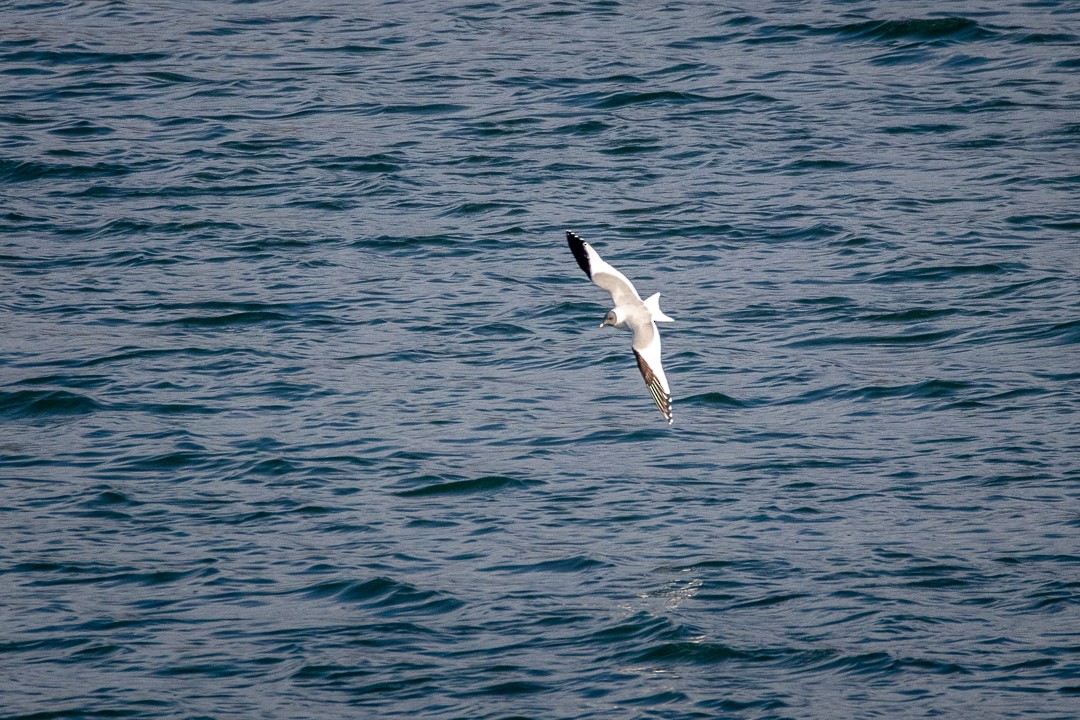 Sabine's Gull - ML387085171