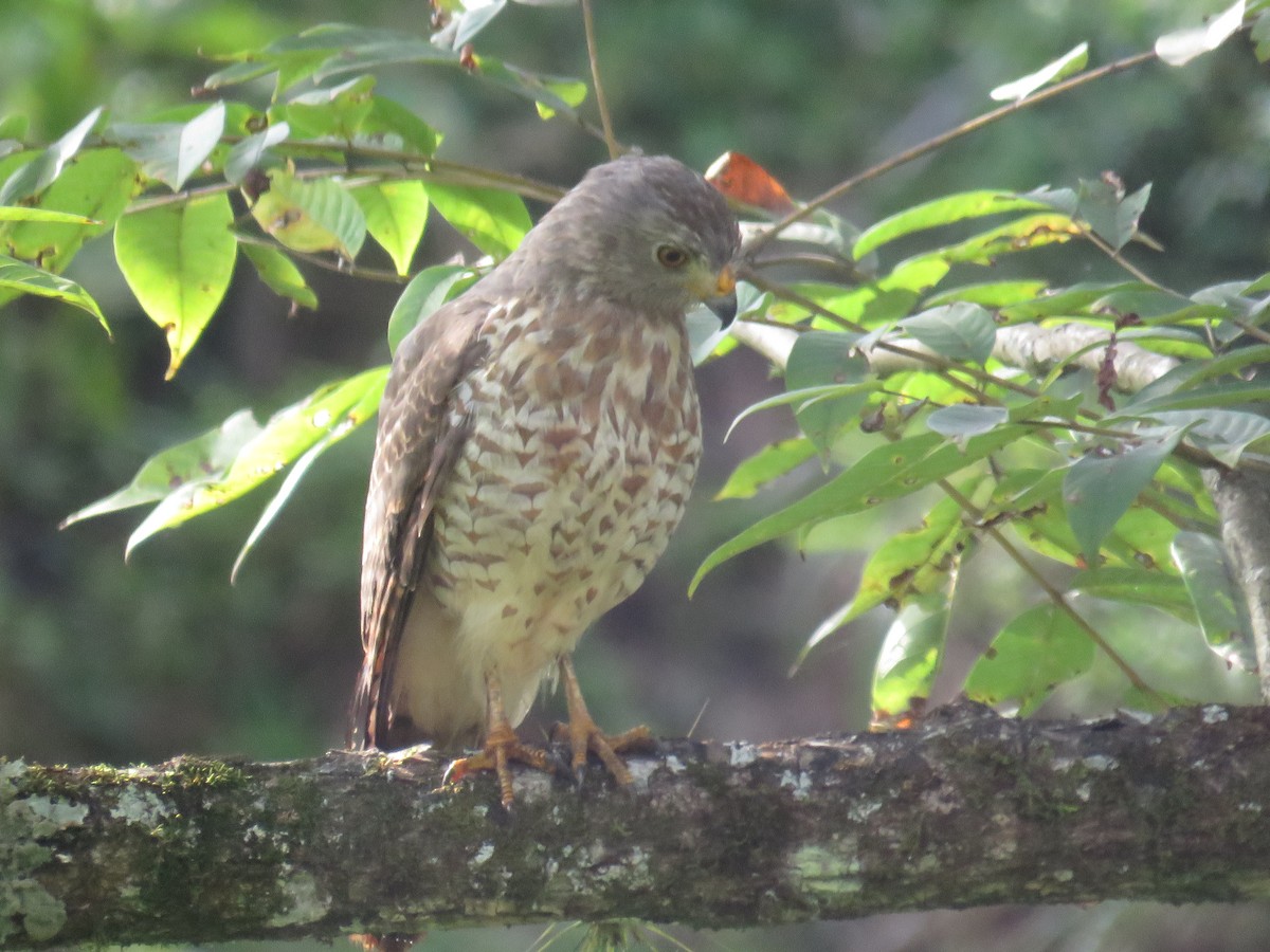 Broad-winged Hawk - ML387085191