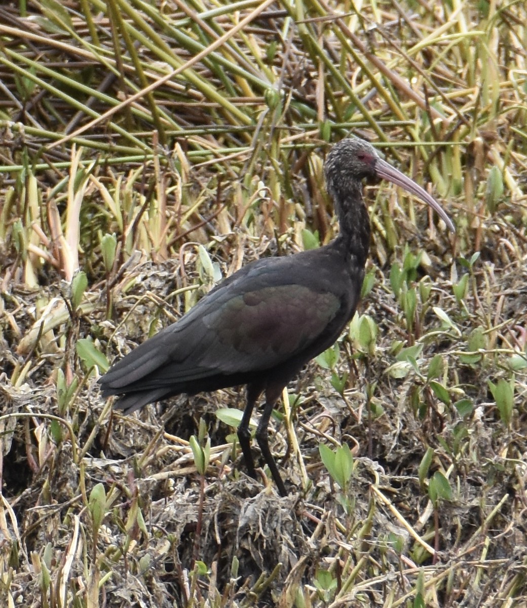 Puna Ibis - ML38708521