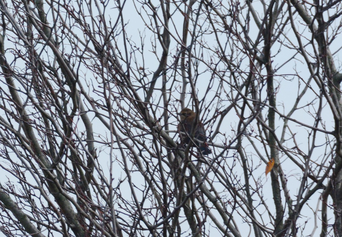 Rusty Blackbird - ML387086161