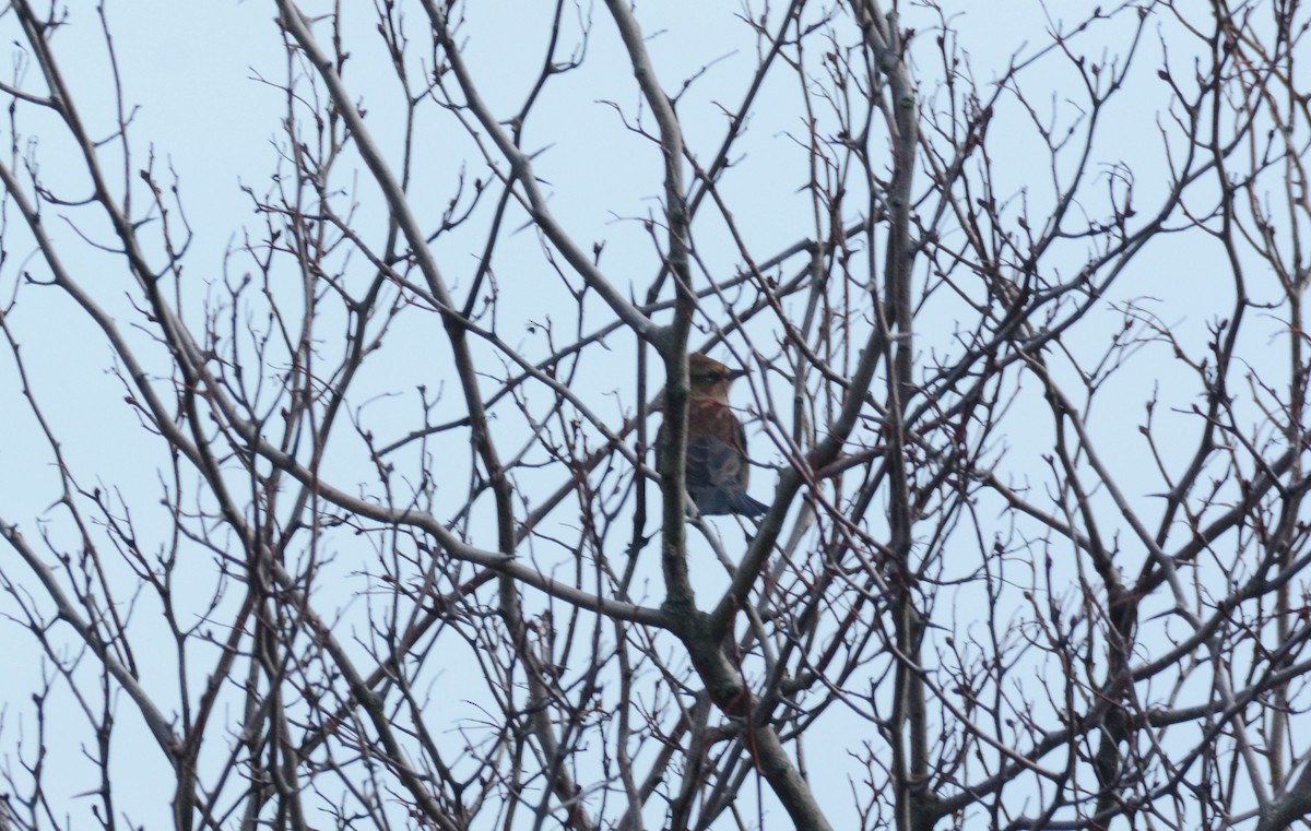 Rusty Blackbird - ML387086171