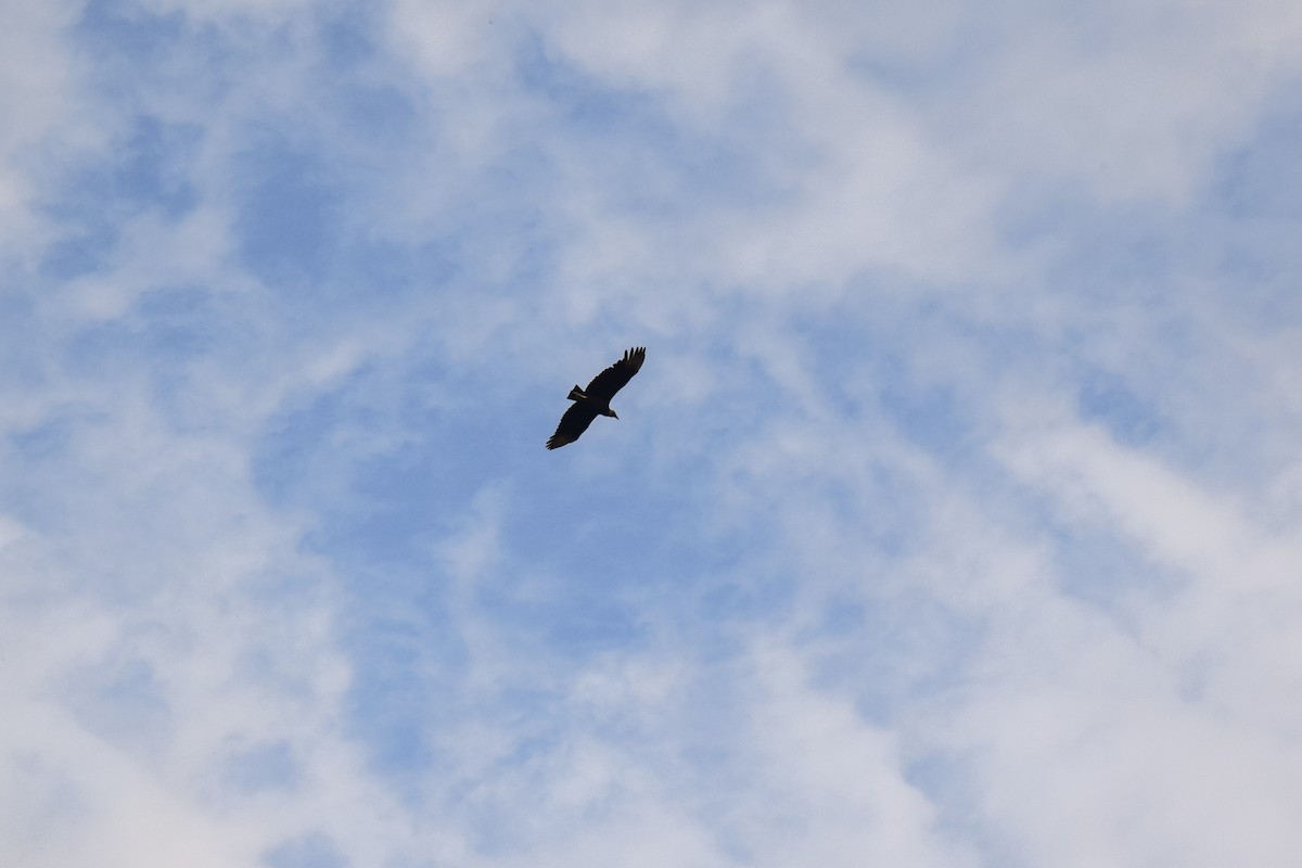 Black Vulture - ML387086721