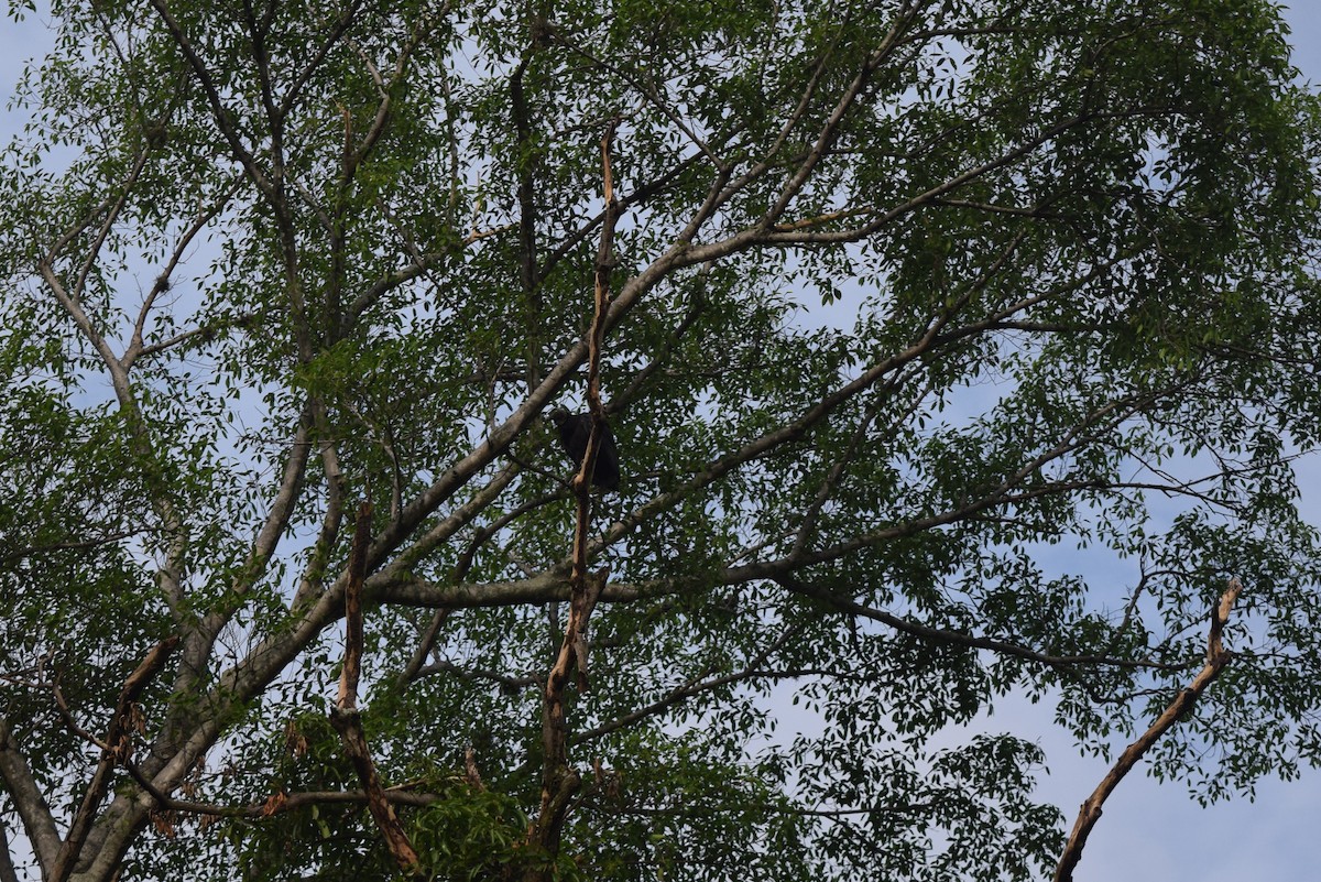 Black Vulture - ML387086751