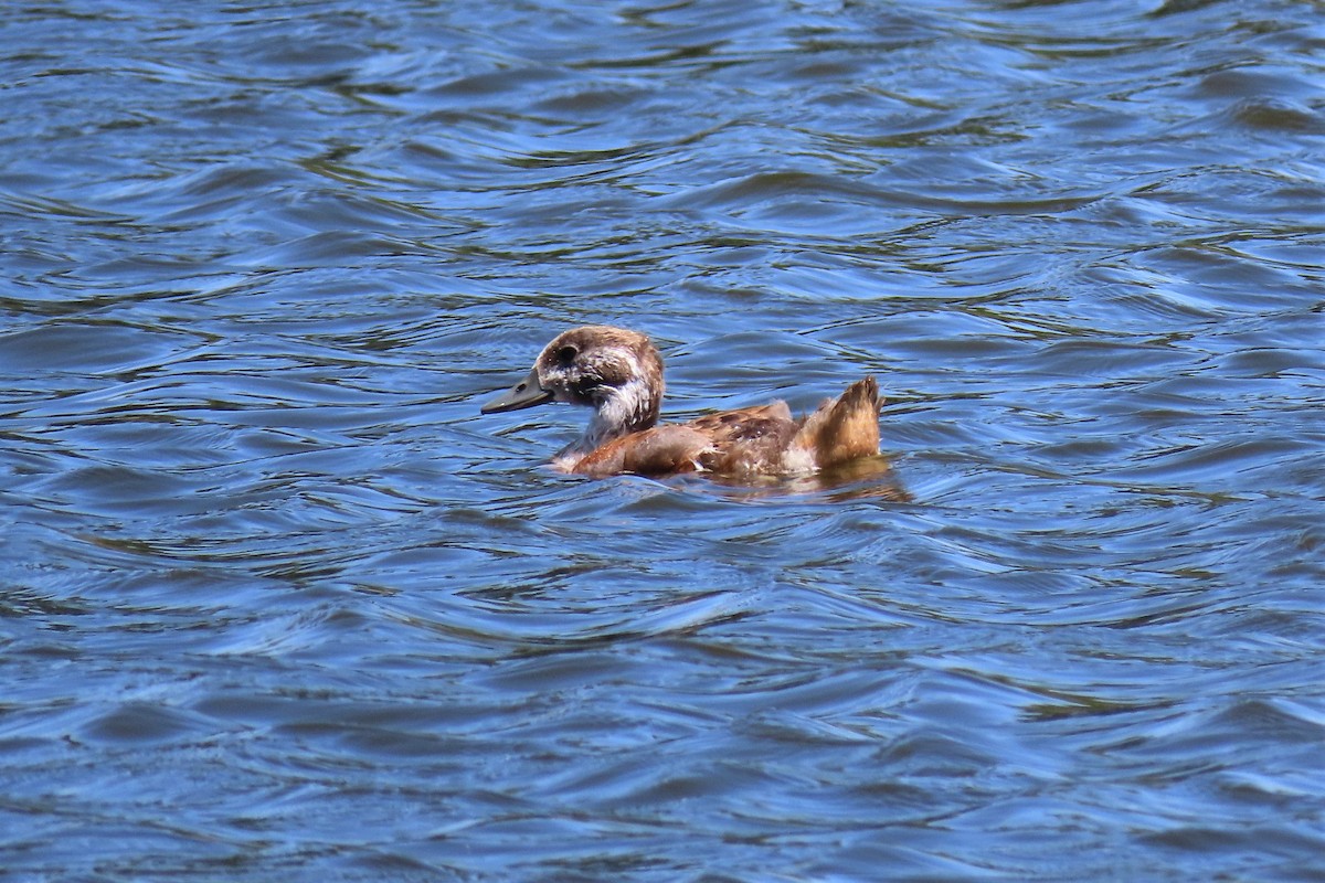 South African Shelduck - Shane Dollman