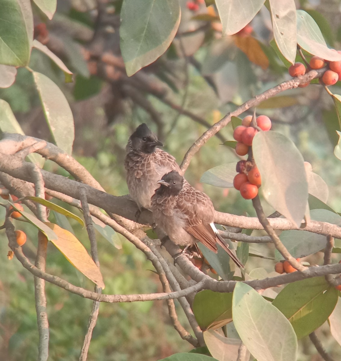 Red-vented Bulbul - ML387087571